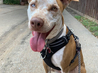 Dobby Smiles.jpeg