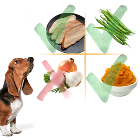 Thanksgiving Survival Guide for Dog Parents: Safety, Food, and Fun!