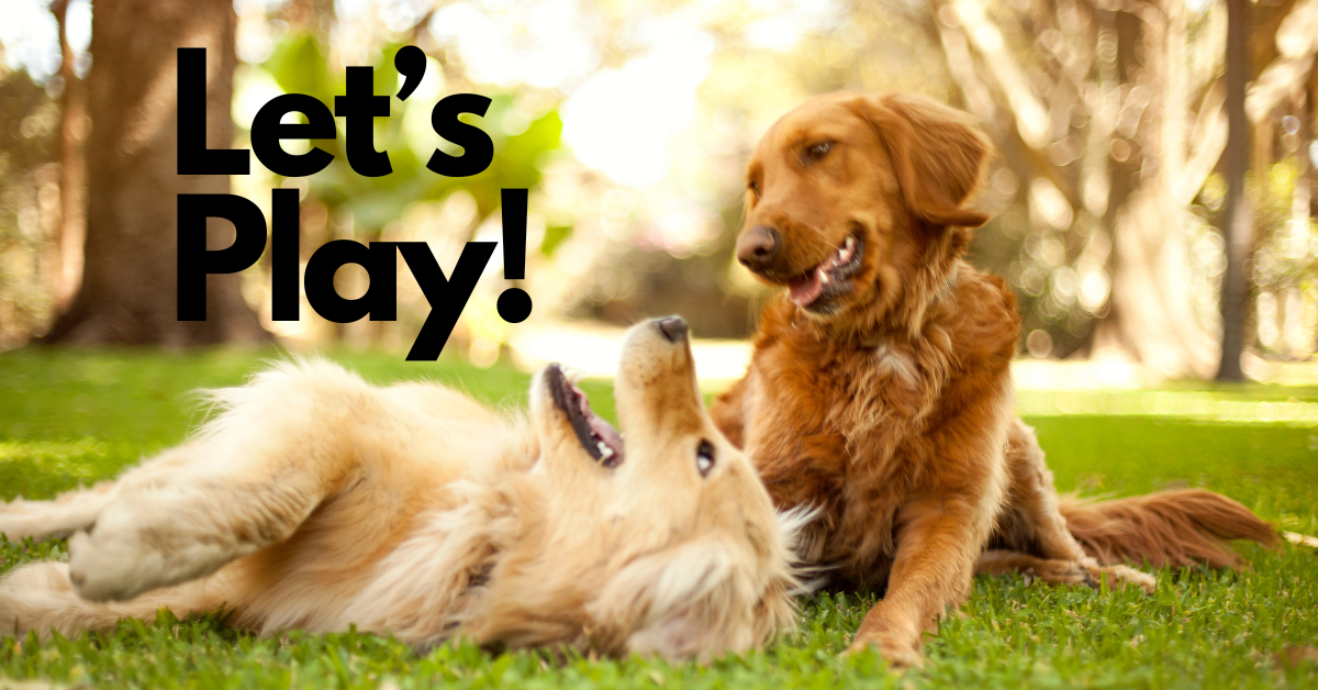 Is My Dog A Bully? What Does Healthy Dog Play Look Like?