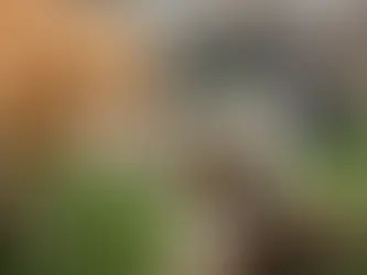 When Should Puppies Meet Dogs? A Safe Timeline