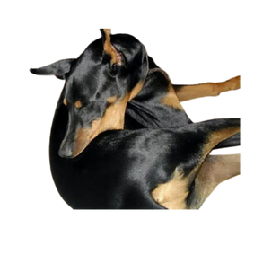 A Primer About CCD & Dog Obsessive Compulsive Disorder Behaviors