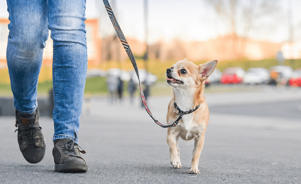 a person walking their chihuahua
