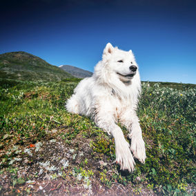Learning About Dog's Needs Can Help Understanding of Behaviors