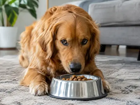 How to Prevent Resource Guarding in Dogs