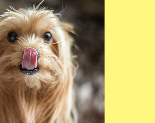 A dog licking his nose