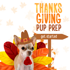 Get Your Pup Ready for Thanksgiving: Creating a Cozy Safe Room!