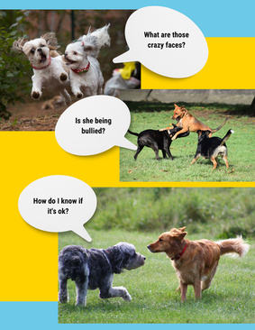 Is My Dog A Bully? What Does Healthy Dog Play Look Like?