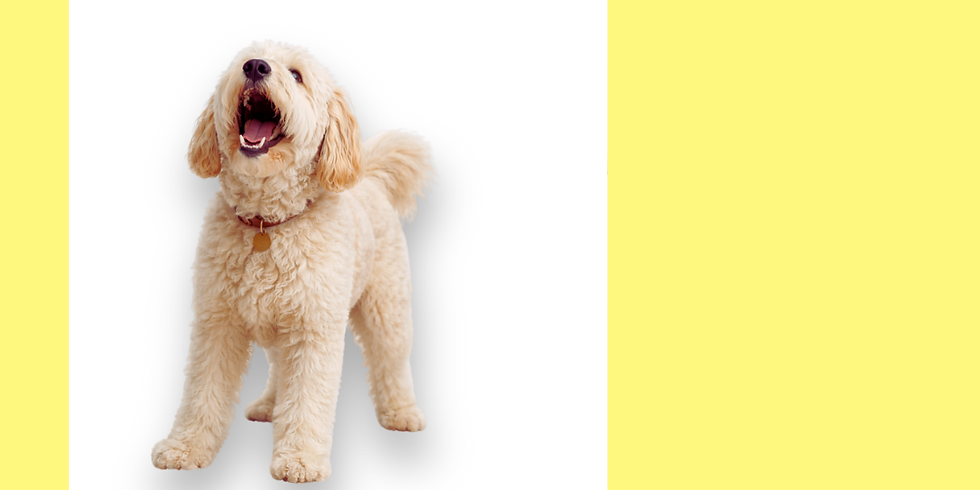 a cream poodle barking