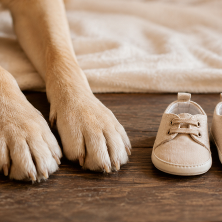 dogs paws and baby shoes