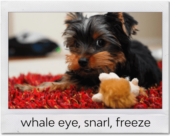 a dog protecting a toy