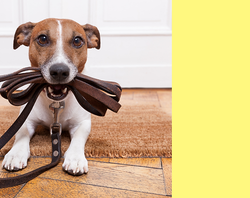 A golden retreiver holding a leash in her mouth
