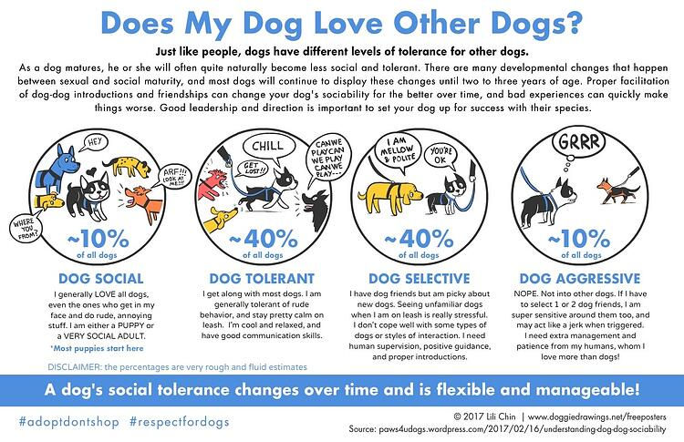 Dog sociability chart