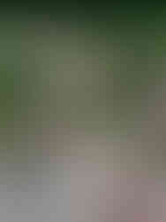 An Impressionist  Wedding in Provence: Light, Colour and a Painterly Palette - Pink, Yellow, Green - Monet and Dior