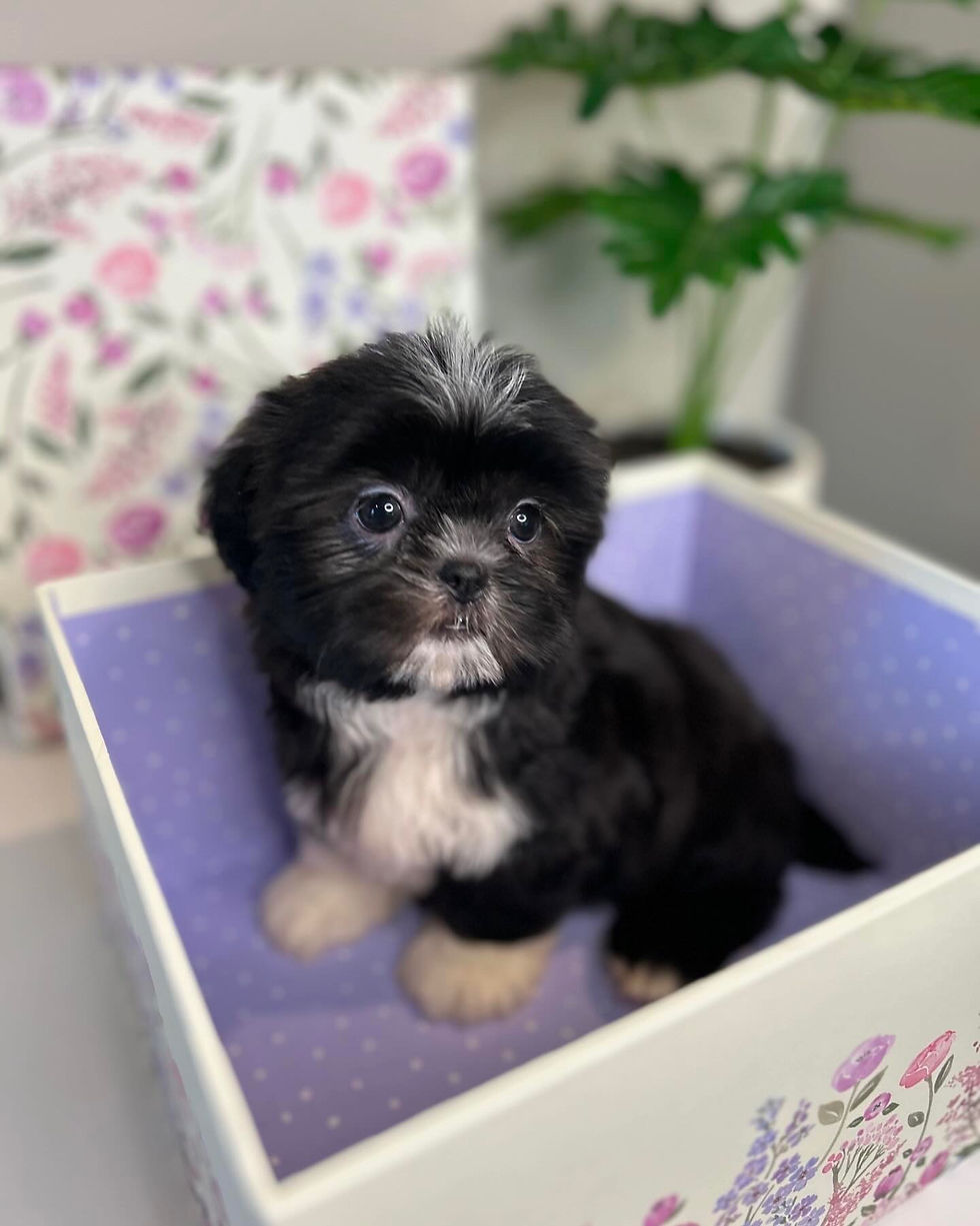 Shih-tzu
