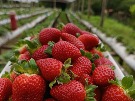 Produtores de morango celebram parceria de sucesso com a Prefeitura de São Bento do Sul