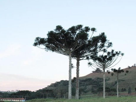 Onda de frio faz cidades de SC “congelarem” com temperaturas abaixo de zero nesta quinta
