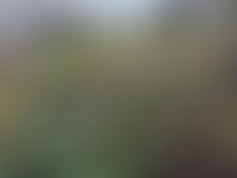 Secretaria de Agricultura e Meio Ambiente distribuirá mudas de árvores nativas e frutíferas no Dia da Árvore