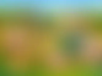 Brasília esvazia, o agro acelera: suínos no radar, dados na veia e Santa Catarina puxando o jogo