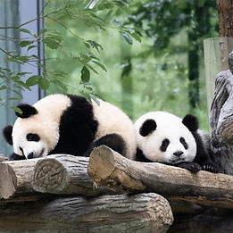 Panda base morning tours, spicy food tasting tours, Sichuan opera night shows, Mount Qingcheng hiking trips.