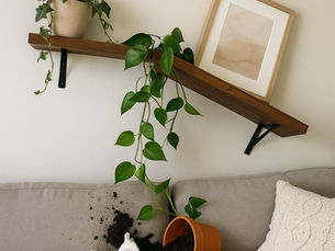 A wooden shelf holds a plant and artwork. A potted plant has fallen on a gray couch, spilling soil next to a white ceramic figure. Cozy vibe.