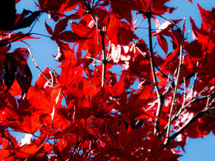 Bright red maple leaves against a clear blue sky, creating a vivid, autumnal scene.