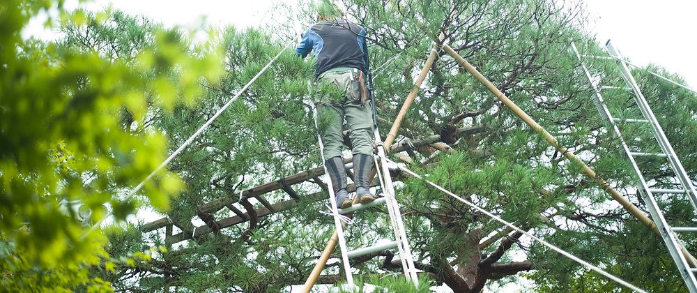 Tree Removal in Perth, Western Australia: What You Need to Know