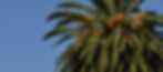 Palm tree with green fronds and clusters of orange dates against a clear blue sky. Lush and vibrant tropical scene.