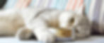 Gray cat lying on a sofa, paw touching a can. Striped pillow in the background. The cat appears relaxed and content.