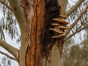 Mushrooms grow on a tree trunk with peeling bark and blackened areas. The background features blurred foliage in a natural setting.