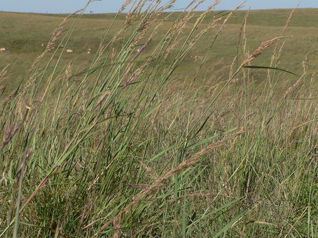 BlueEyeM Crack Torrent (Activation Code) PC/Windows