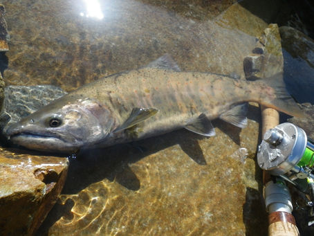 Filescavenger41licensekeygen