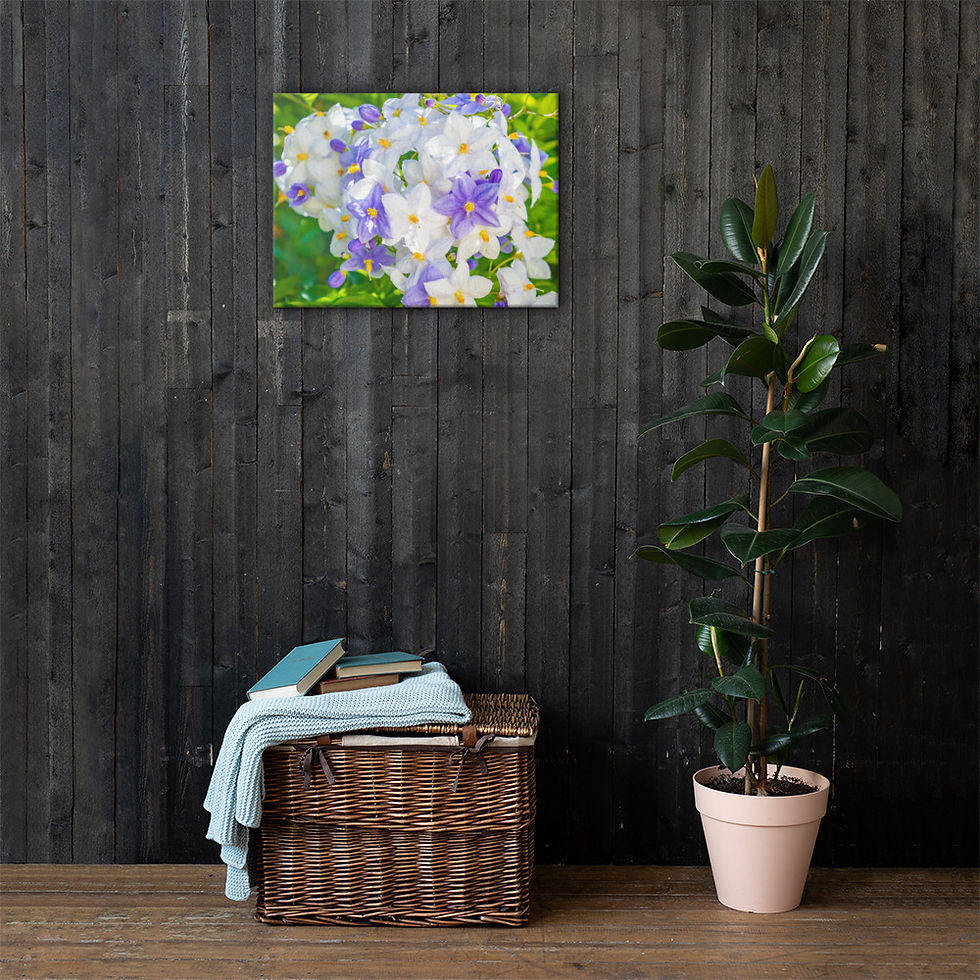 Thumbnail: Jasmine Nightshade Canvas