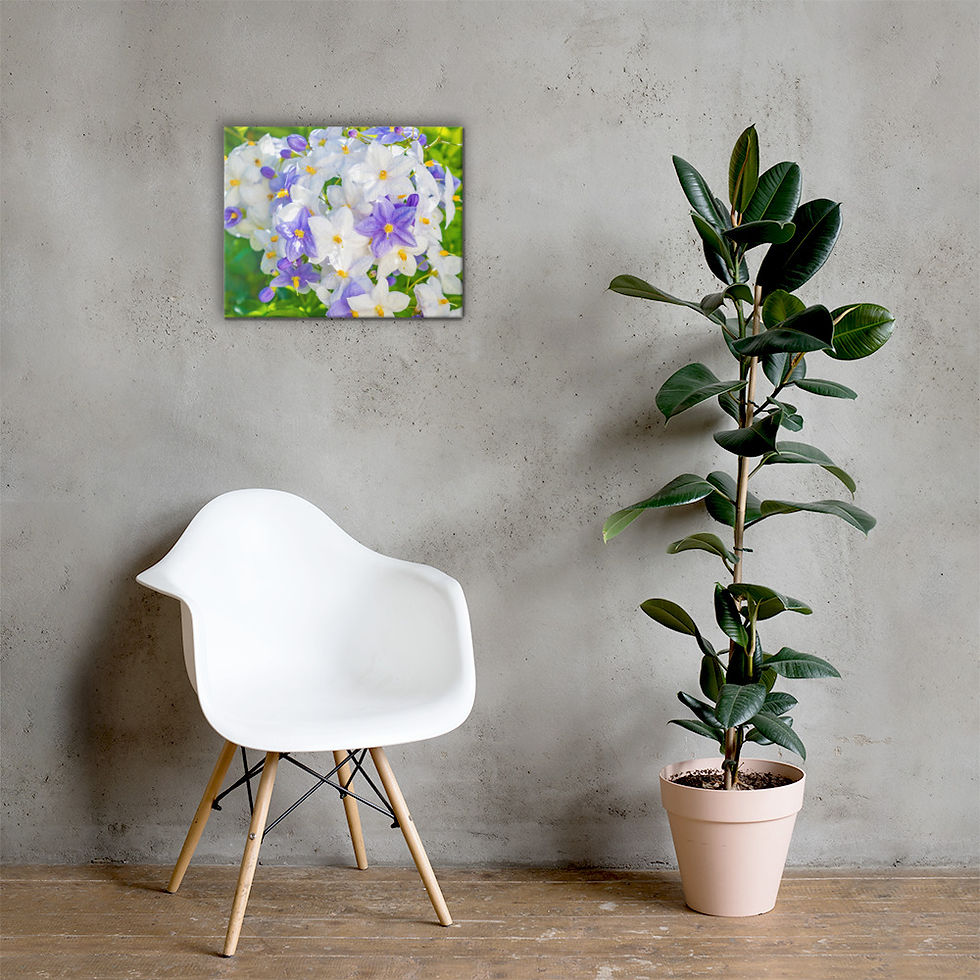 Thumbnail: Jasmine Nightshade Canvas