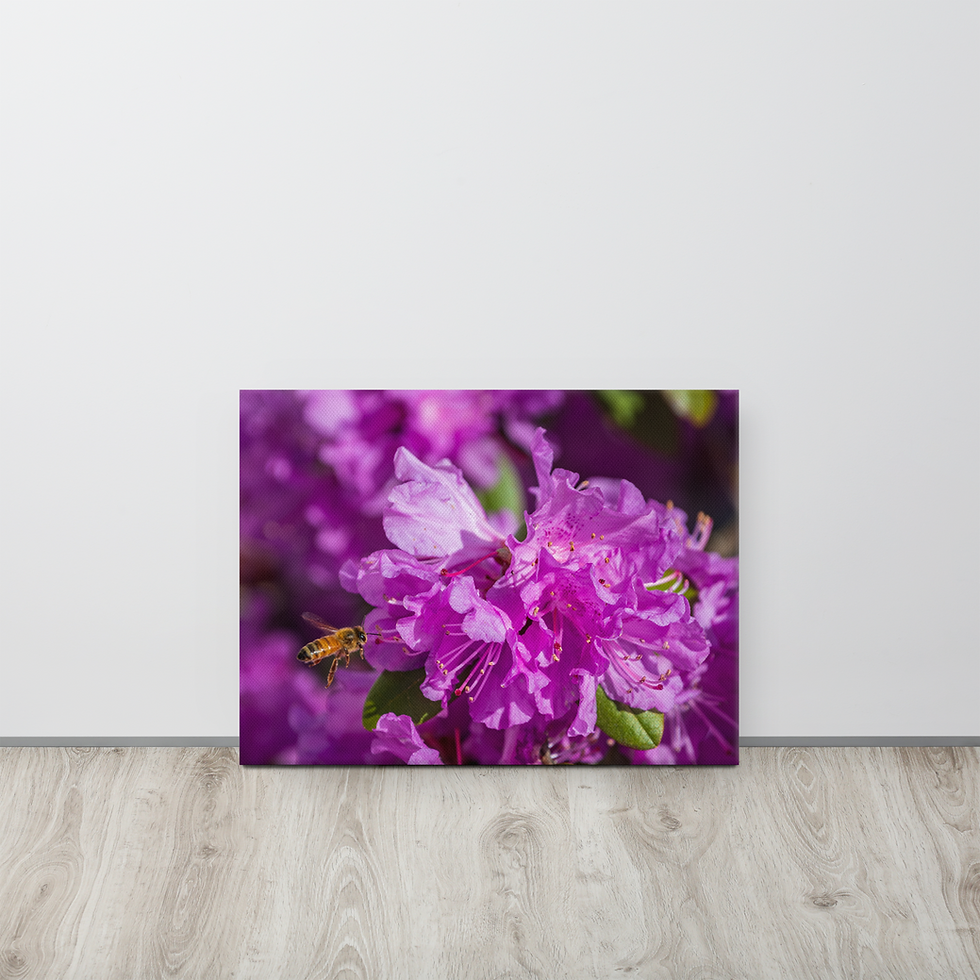 Thumbnail: Rhododendron (with Bee) Canvas I