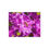 Thumbnail: Rhododendron (with Bee) Jigsaw Puzzle II