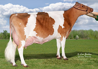 GFL24025 Dairyman Logo 4069 Renita.jpg