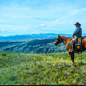 The Cowboy and the Bird