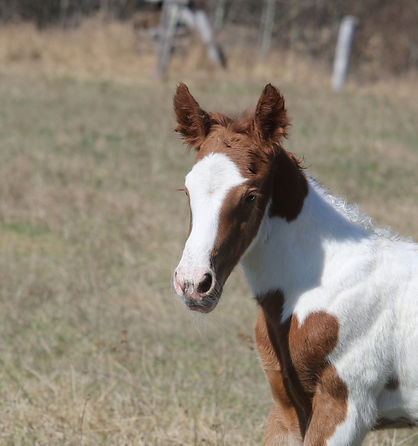 Foal2026 paint.jpg