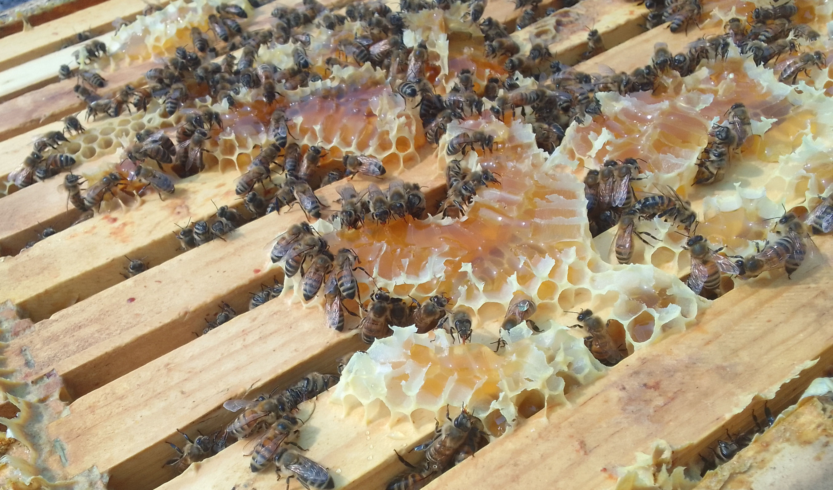Wildflower Honey
