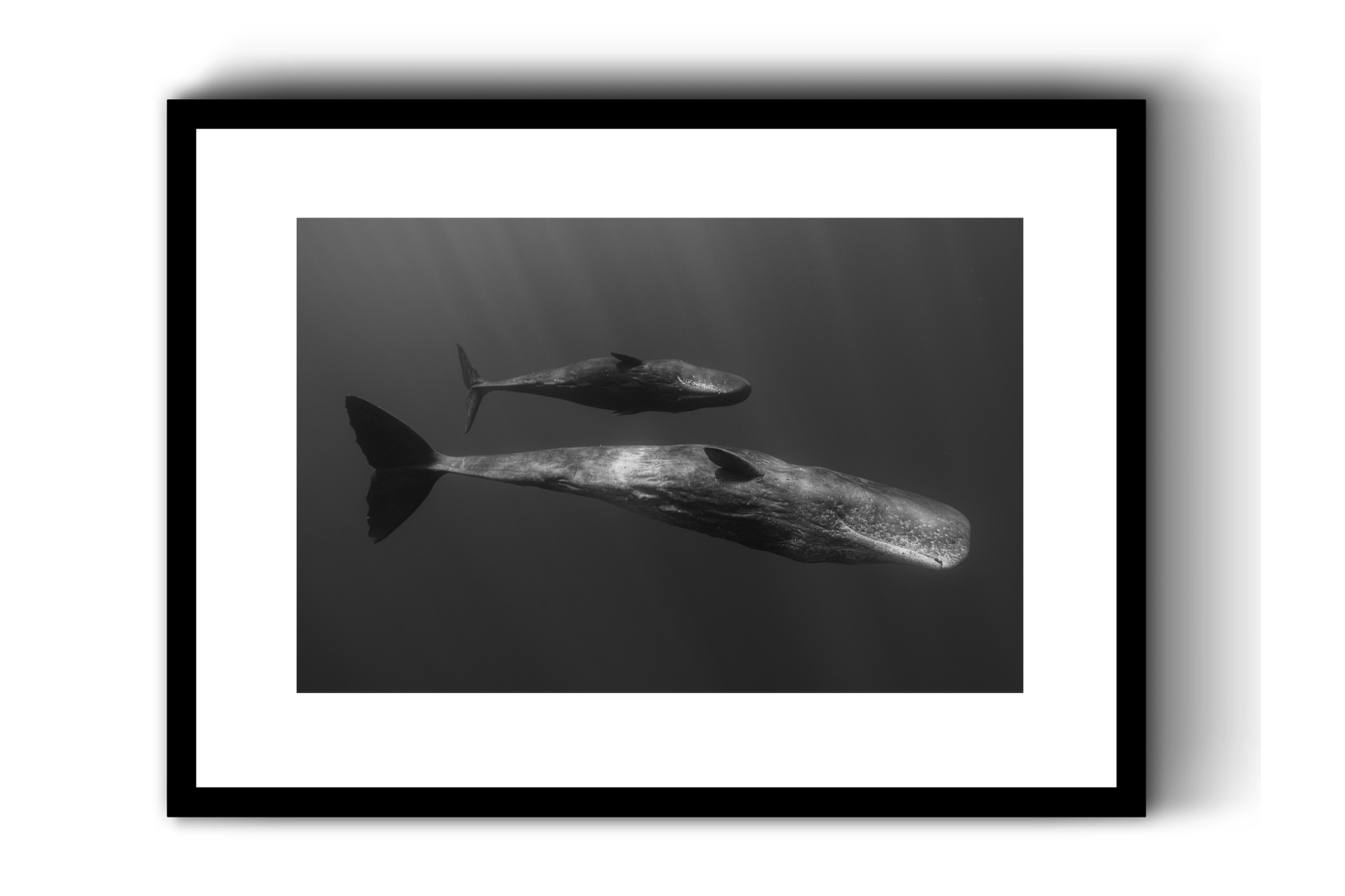 Sperm Whale in Harmony, Mauritius