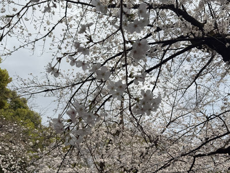 東京は桜満開 クリスタルボウルショールームから配信
