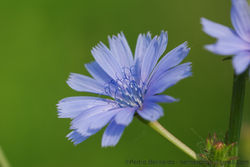 Chicoria (Cichorium intybus).jpg