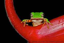 Tiger legged monkey frog (Phyllomedusa hypochondrialis).jpg