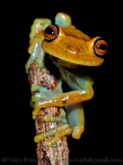 Guyanese treefrog (Hypsiboas sp.).jpg