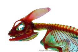 Common Basilisk (Basiliscus basiliscus) - Clear and Stained technique.jpg