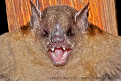 Little Yellow-shouldered Bat (Sturnira lilium).jpg