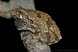 Gray Treefrog (Hyla versicolor).jpg
