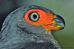 Cryptic Forest Falcon (Micrastur mintoni).jpg