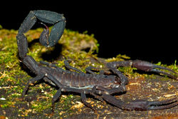 Amazon Black Scorpion.jpg