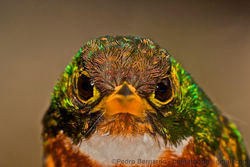 Yellow-billed Jacamar (Galbula albirostris) (1).jpg